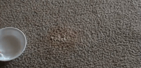 How_To_Clean_Carpet_Stains_With_Vinegar_and_Baking_Soda (3) [photoutils.com] (1)